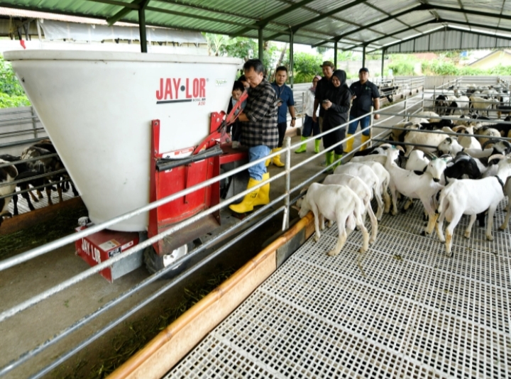 Pemprov Jabar Perkuat Ketahanan Pangan Melalui Pengembangan Domba