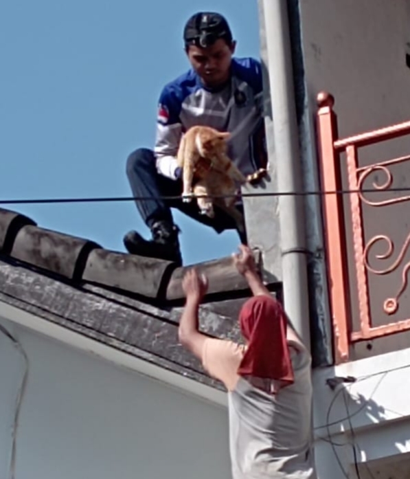 Sigap dan Peduli, Damkar KBB Evakuasi Kucing Terjebak di Lantai Dua Rumah Warga Ciwaruga