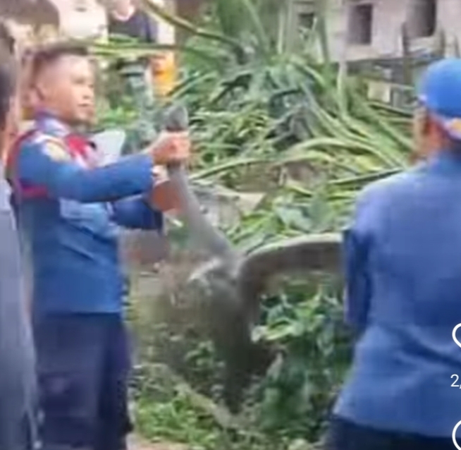 Damkar KBB Evakuasi Ular Berbisa di Cipatat, Respon Cepat Tangani Ancaman Warga