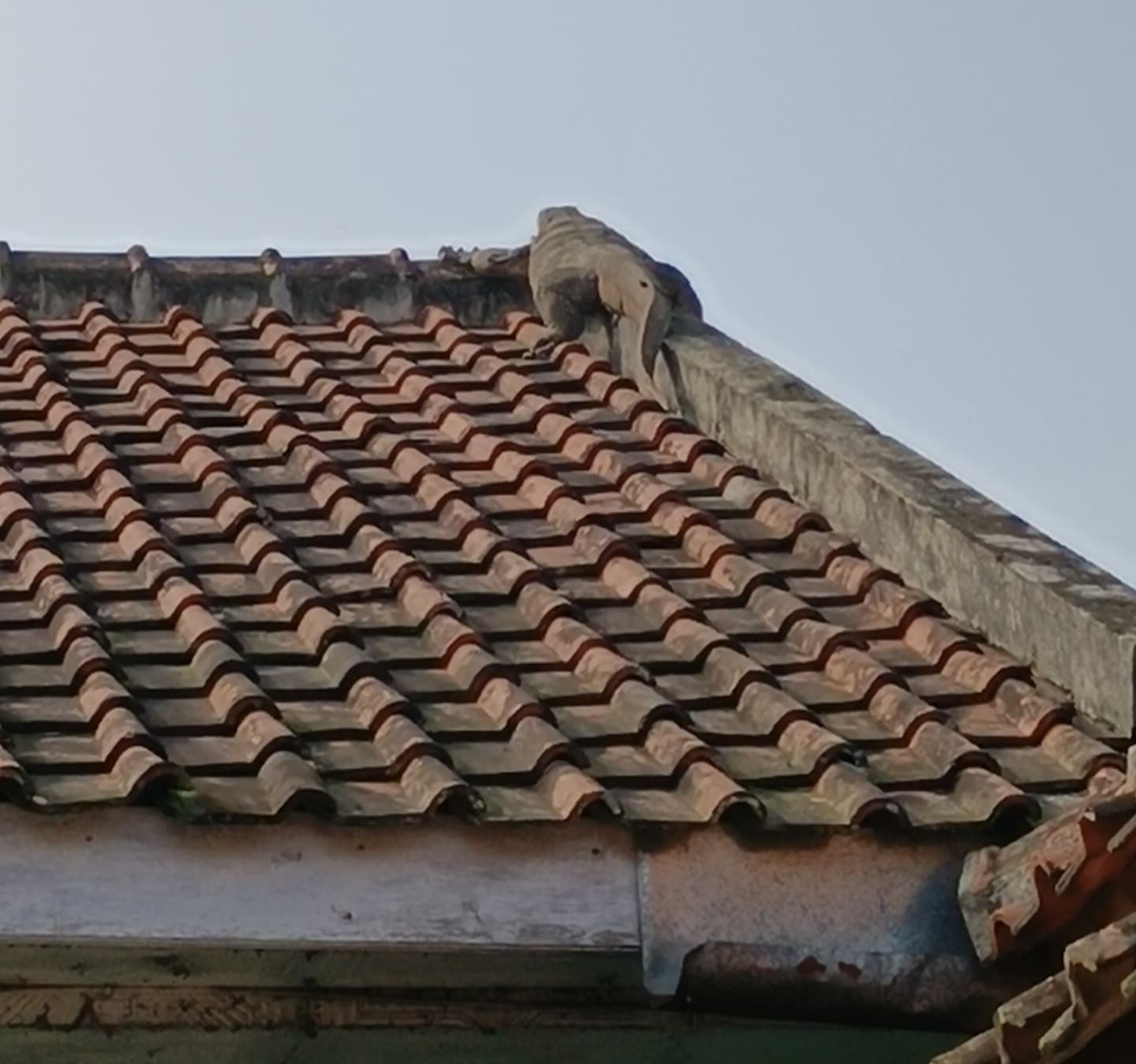 Tim Damkar KBB Evakuasi Biawak di Atap Rumah Warga Cipatik, Respon Cepat 10 Menit